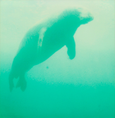 /media/stay/4WEB/Skywhale.jpg