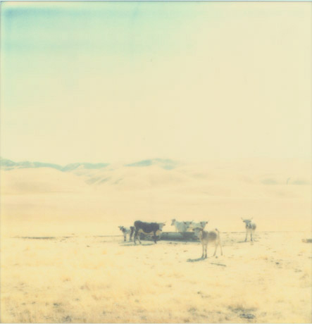 1212-cows08b.jpg